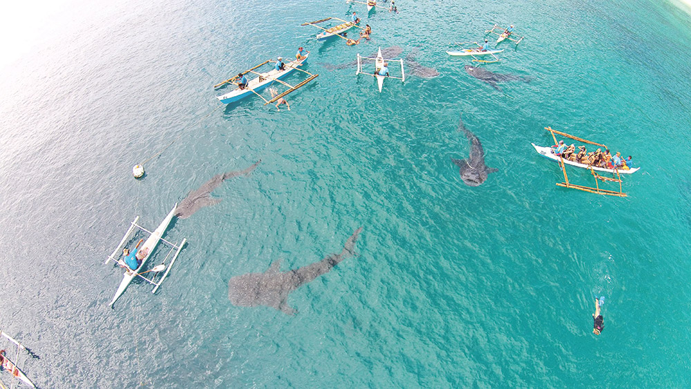 Whale-shark-watching-in-Oslob