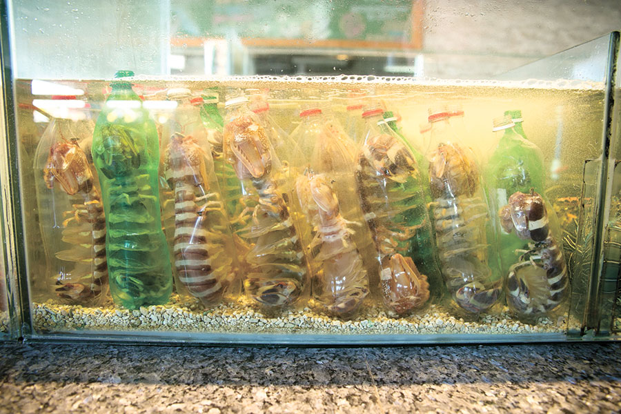 Sea mantis
